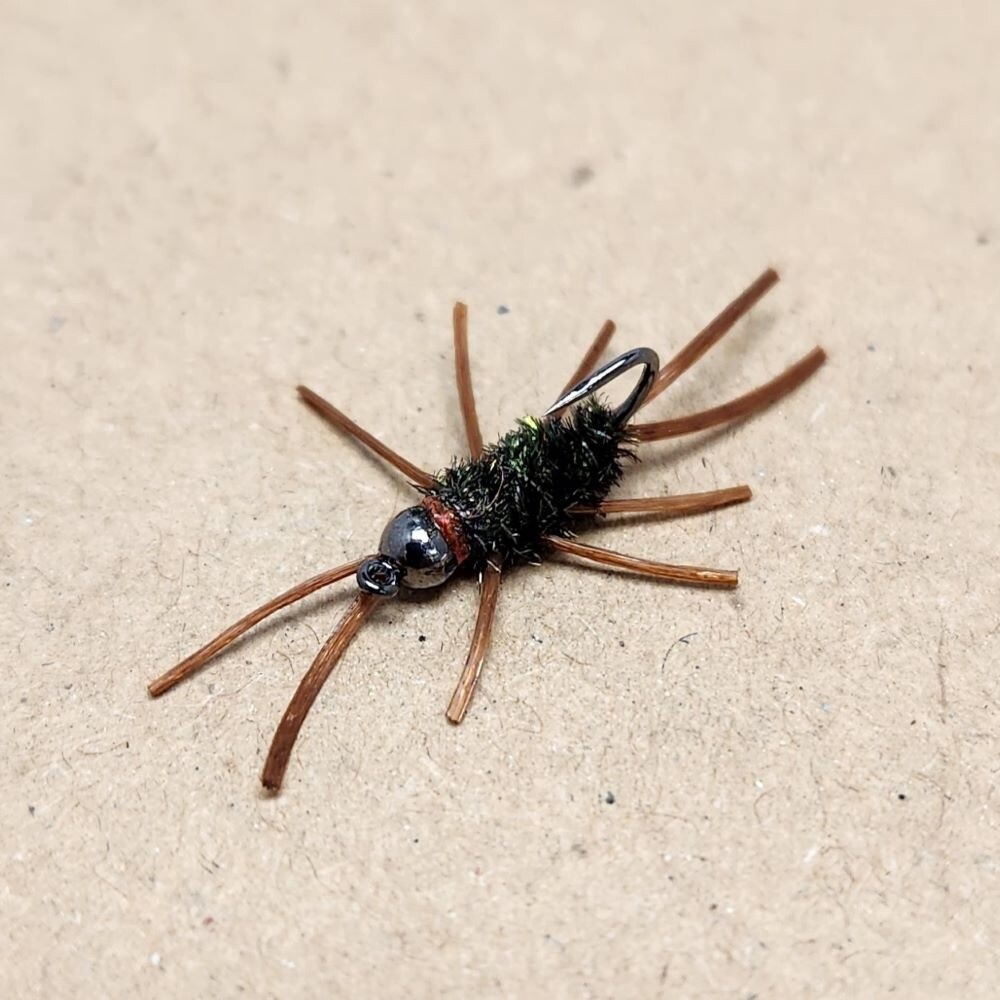 PEACOCK GIRDLE BUG