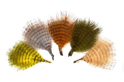 BARRED MARABOU