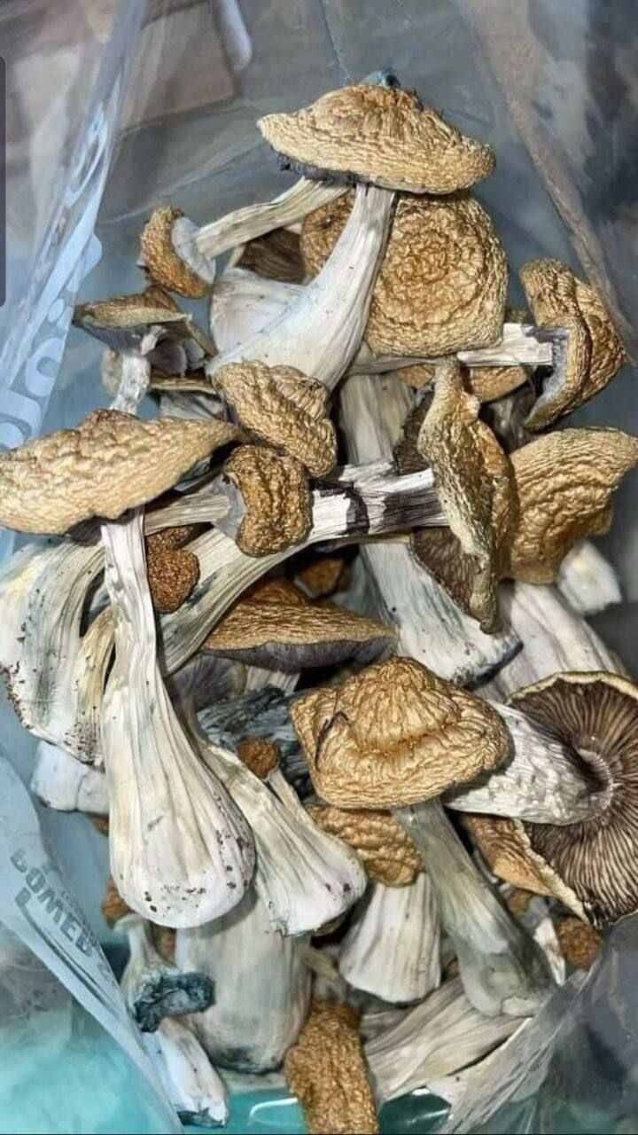 Magic Mushrooms