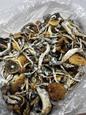 Magic Mushrooms(HP)