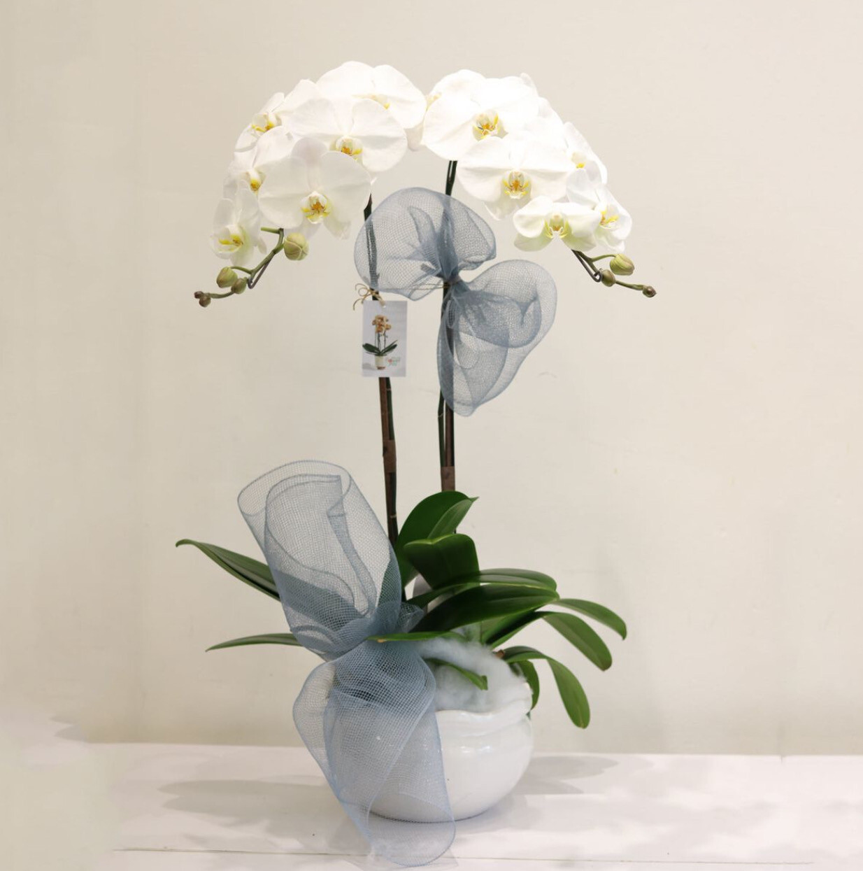 The White Phalaenopsis Orchid