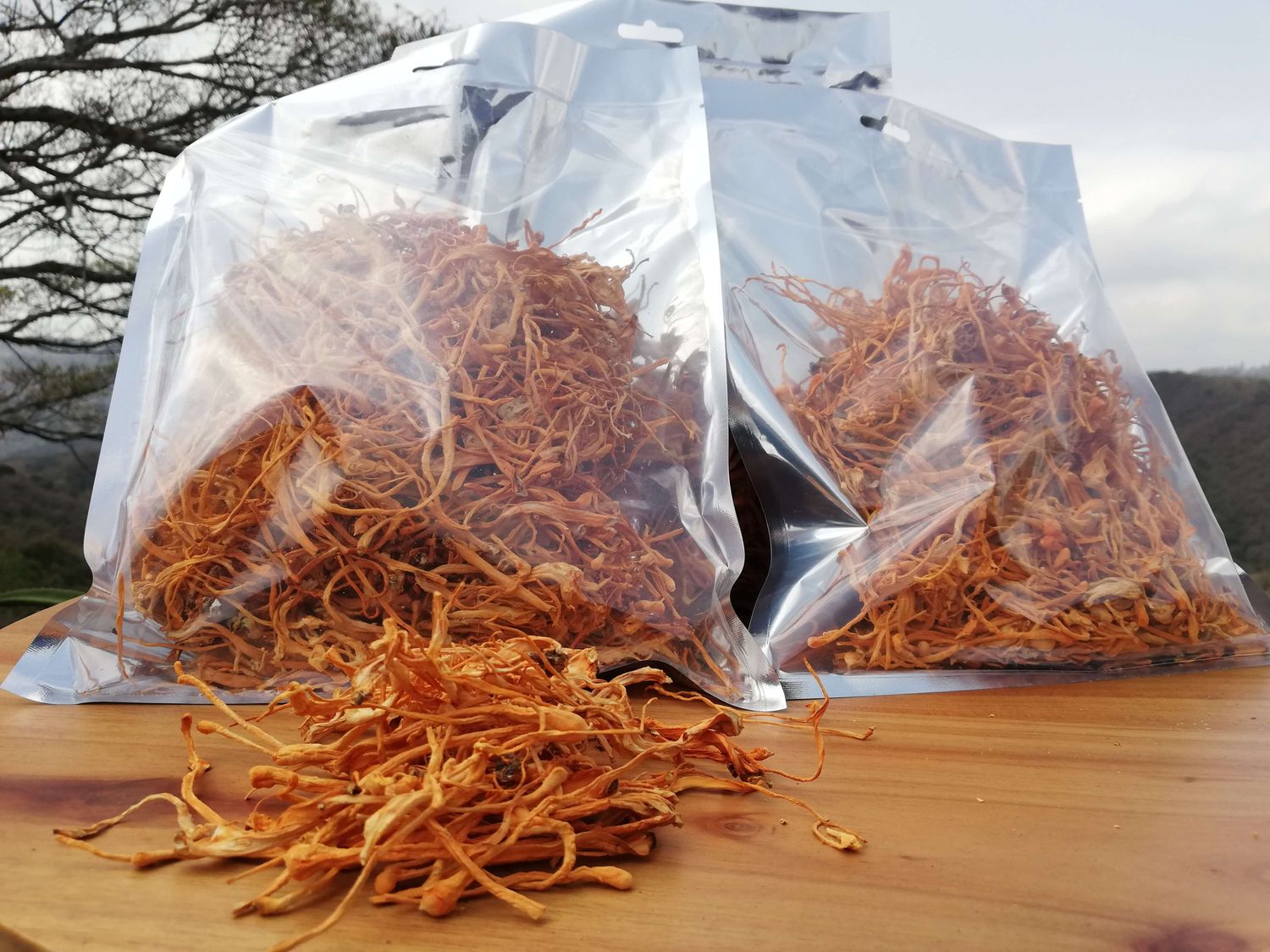 Cordyceps