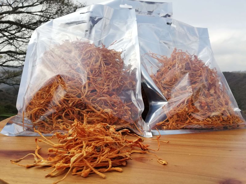 Cordyceps