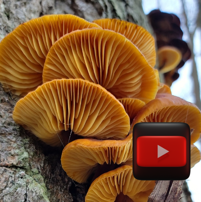 Learn About Medicinal Mushrooms