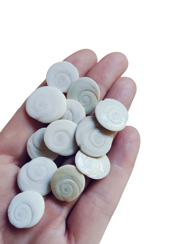 Natural Shiva Eye Shells (20pcs)