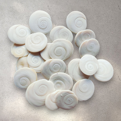 Natural Shiva Eye Shells (20pcs)