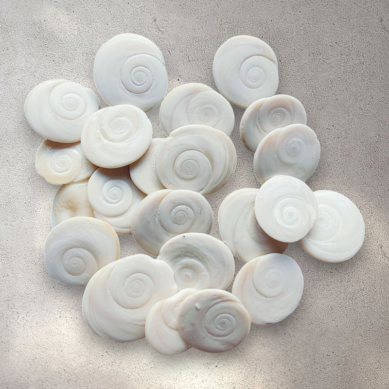 Natural Shiva Eye Shells (20pcs)
