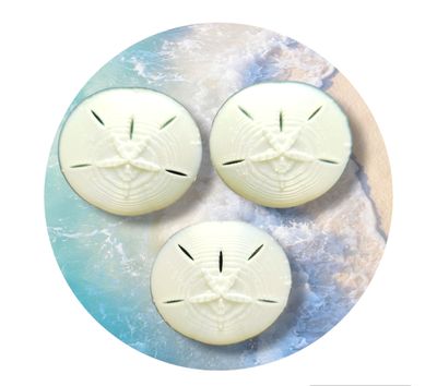 Sand Dollar Resin Inserts (3pcs)