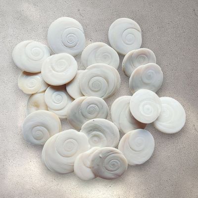 Natural Shiva Eye Shells (20pcs)