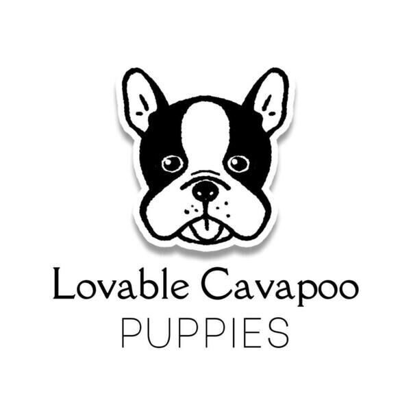 Lovable Cavapoo Puppies
