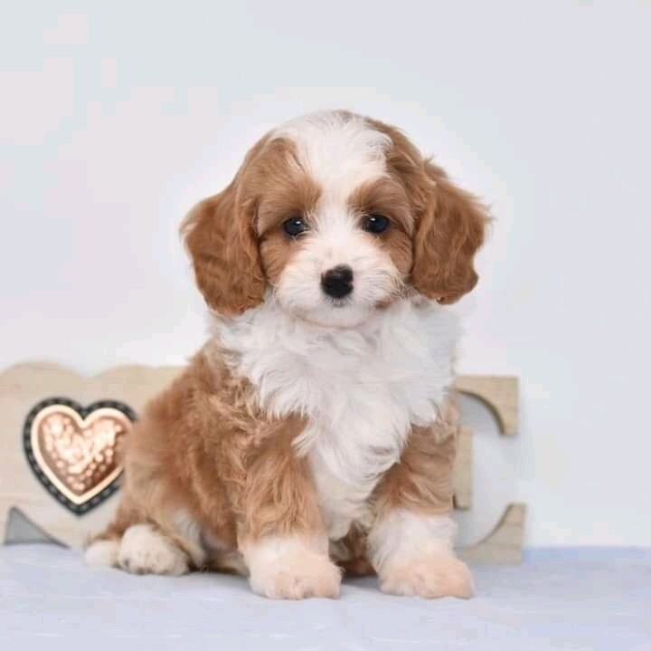 MOLLY - 10 WEEKS OLD FEMALE