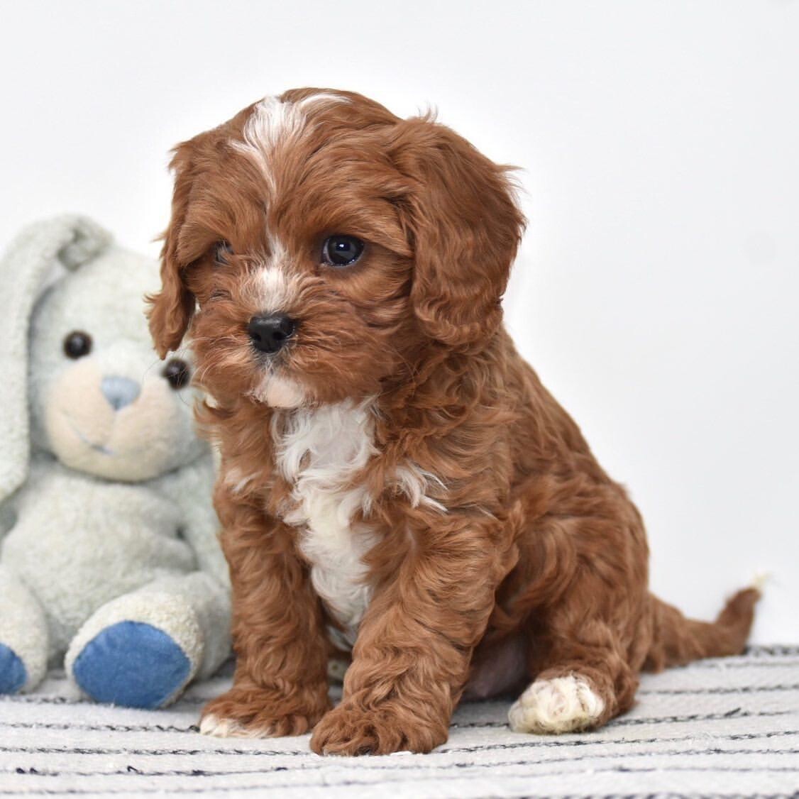 CHARLIE - 10 WEEKS OLD MALE