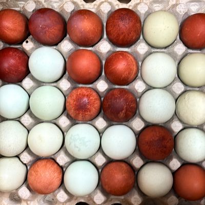 Farm Fresh Eggs