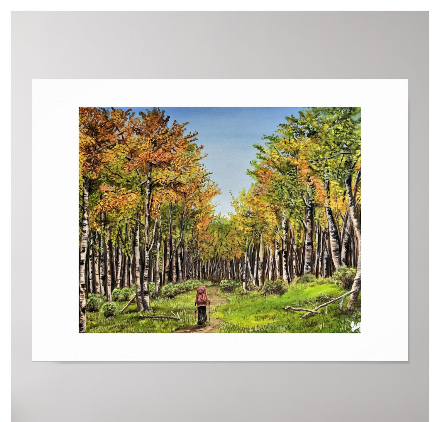 Pieljekaise Birch trees