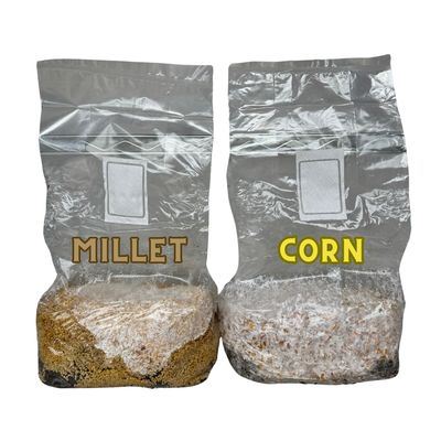 *6 POUND* ALL IN ONE BAG READY TO GO GRAIN + SOIL