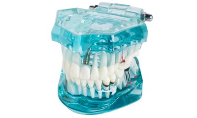 DENTAL TEETH STUDY MODEL ( TRANSPARENT )
