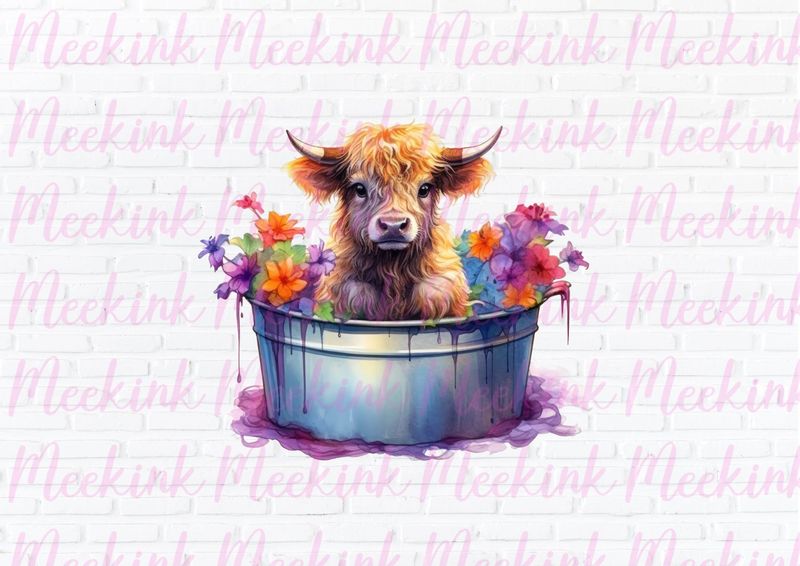 Highland Cow 19
