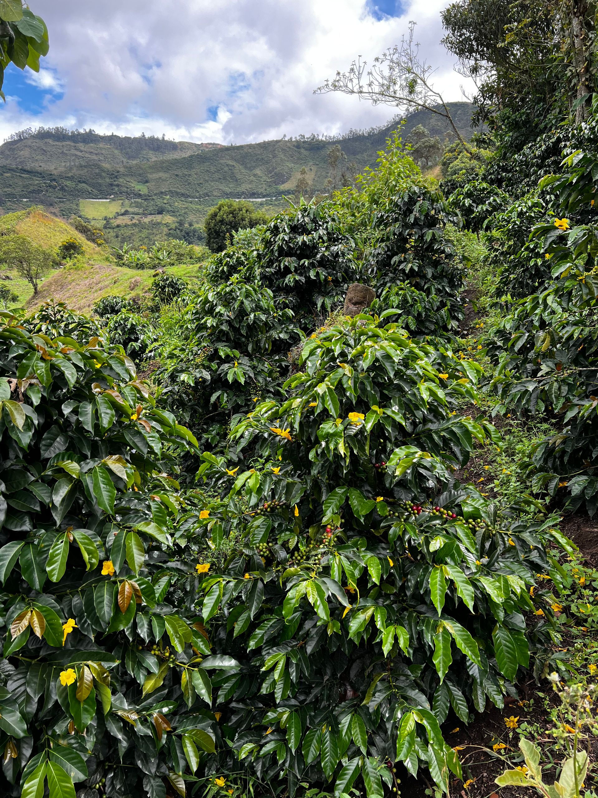 Rohkaffee - Eine Tonne