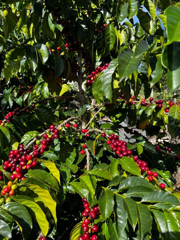 Rohkaffee - Eine Tonne