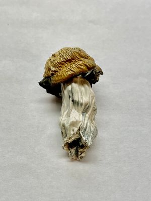 MAGIC MUSHROOMS