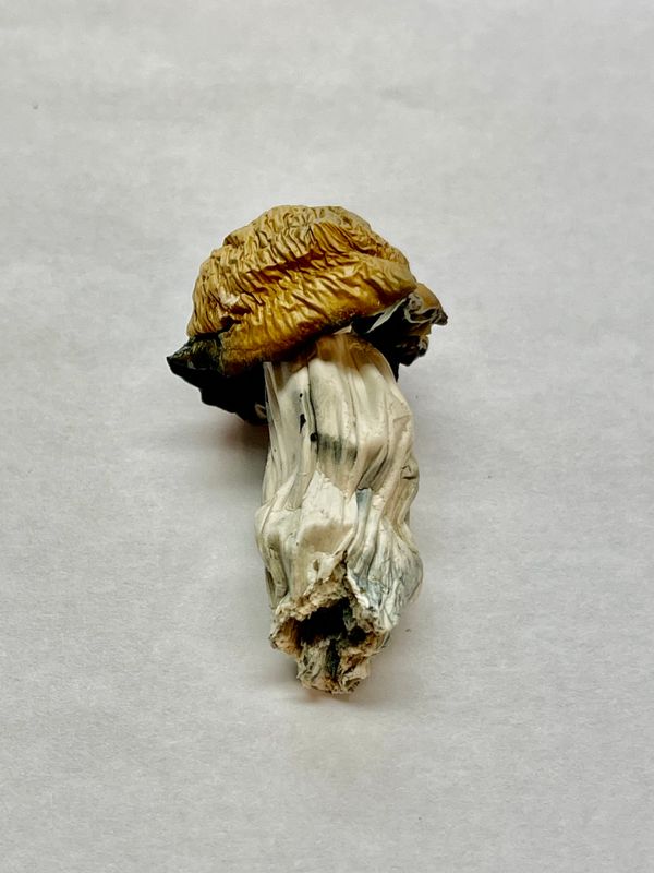 MAGIC MUSHROOMS