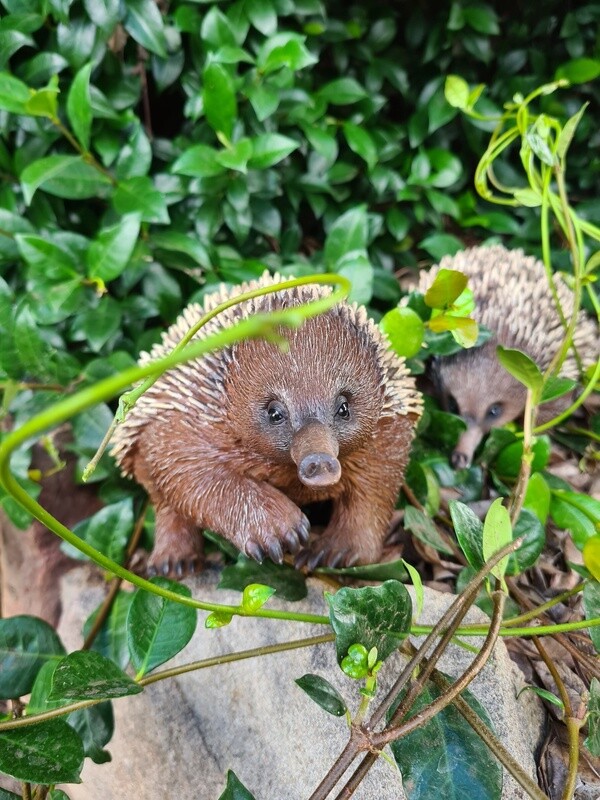 Patrick the Echidna 25cm