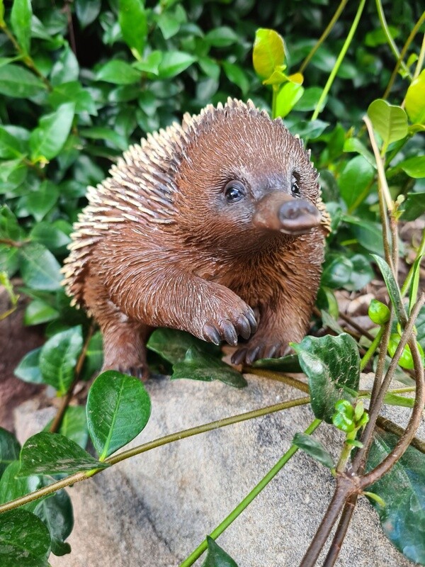 Patrick the Echidna 25cm