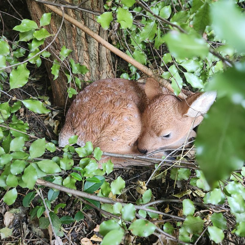 Daphne the Deer Fawn