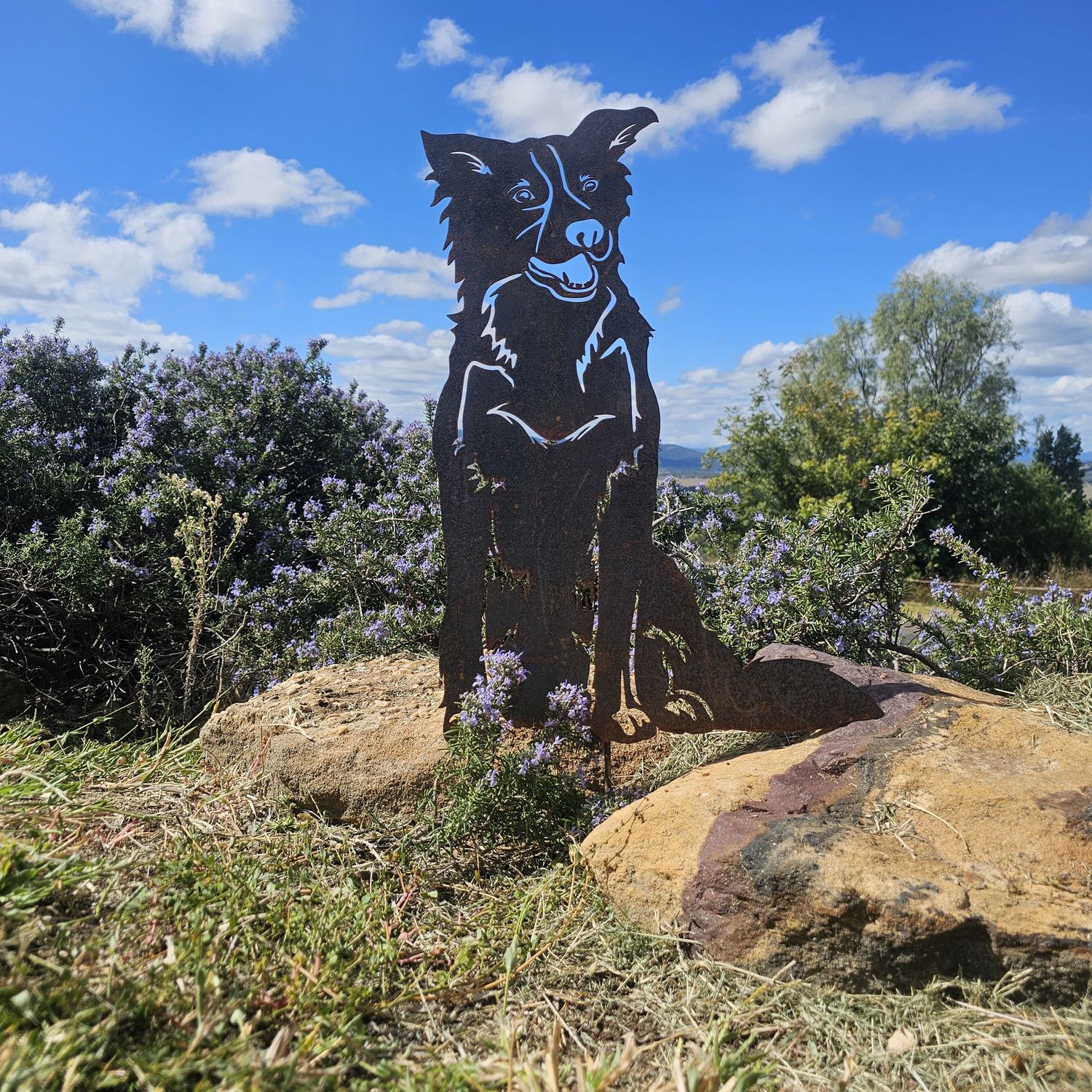 Scout the Border Collie Dog Australian Metal Art