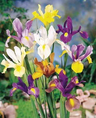 Mixed Dutch Iris  - 7 bulbs