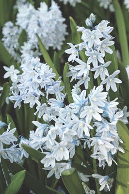 Striped Squill  - 20 bulbs