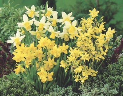 Mixed Miniature Daffodils  - 8 bulbs
