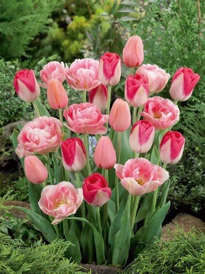 Pink Tulip Blend  - 10 bulbs