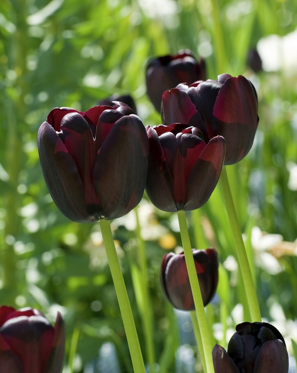 Tulips, Queen of Night - 10 bulbs
