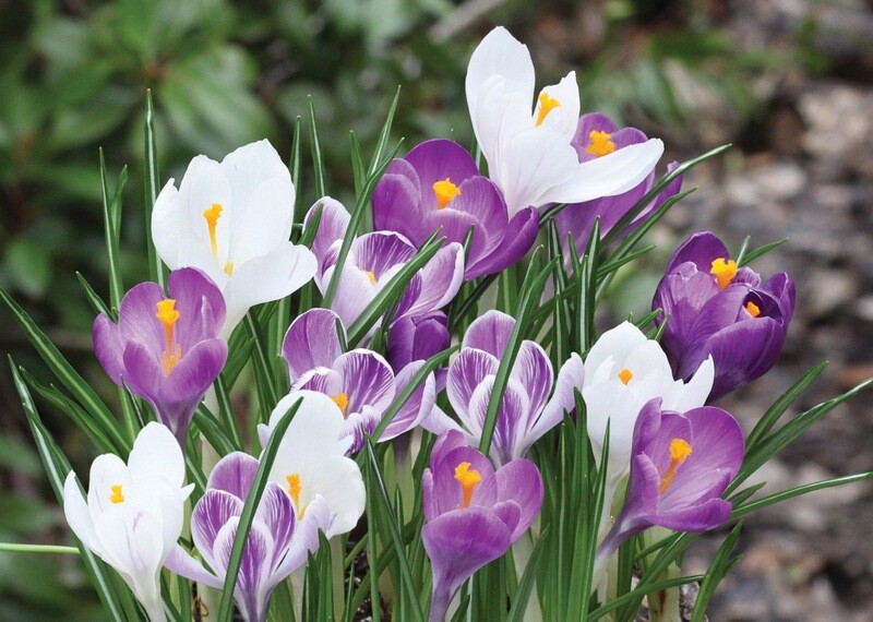 Crocus Mixed - 15 bulbs