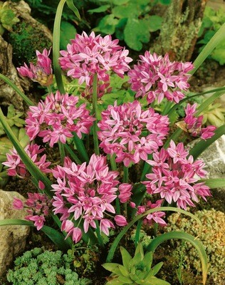 Pink Allium - 25 bulbs