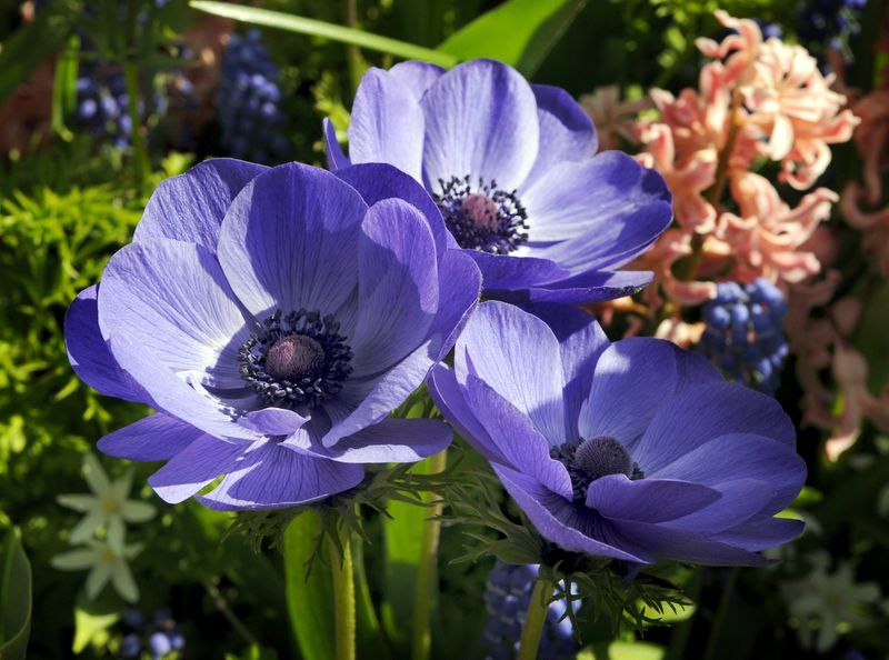 Anemone Mr. Fokker