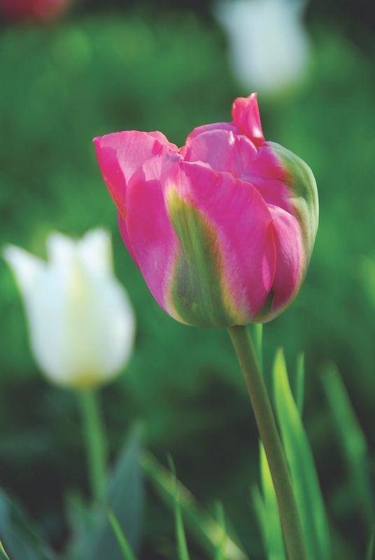 Greenland Tulips
