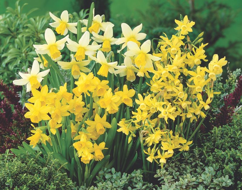 Mixed Miniature Daffodils