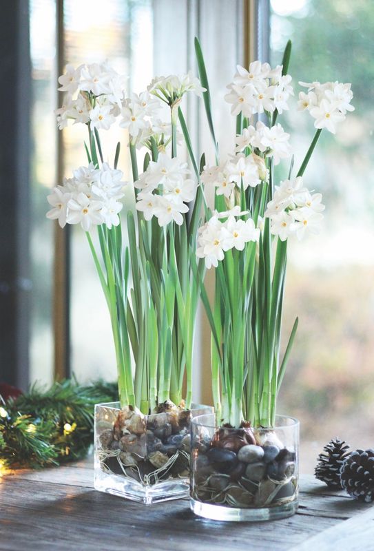 Paperwhites