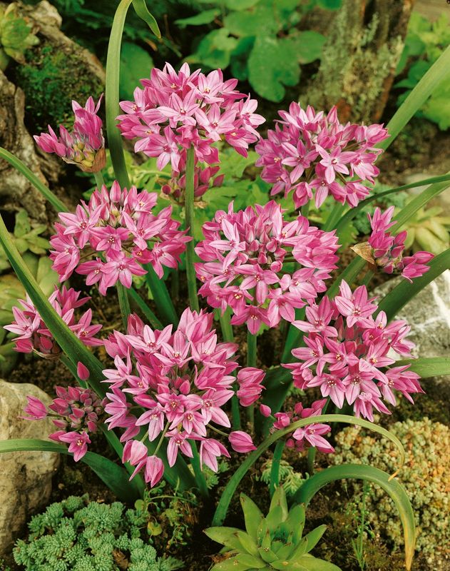 Pink Allium