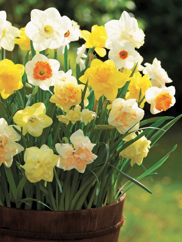 Mixed Daffodils