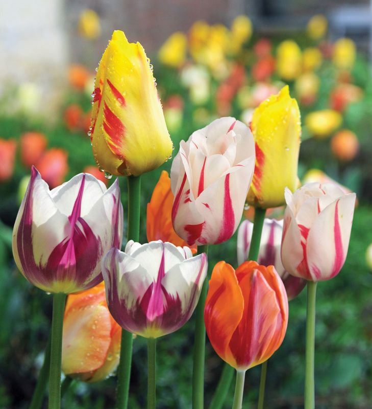 Rembrandt Tulip Mixed
