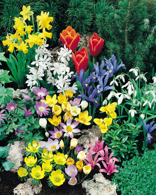 Spring Rock Garden Coll