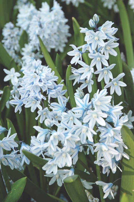 Striped Squill