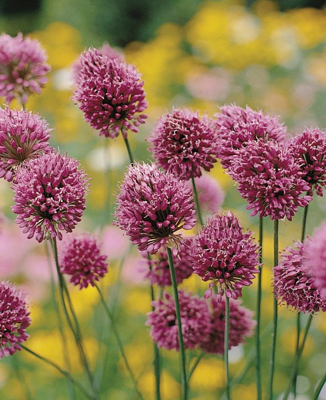 Drumstick Allium