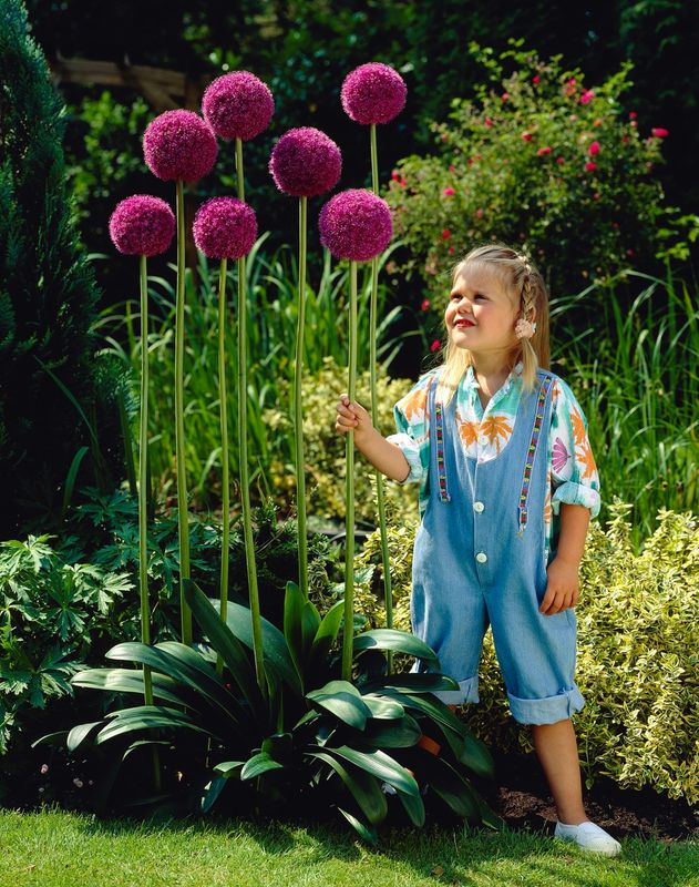 Giant Allium Purple Sensation
