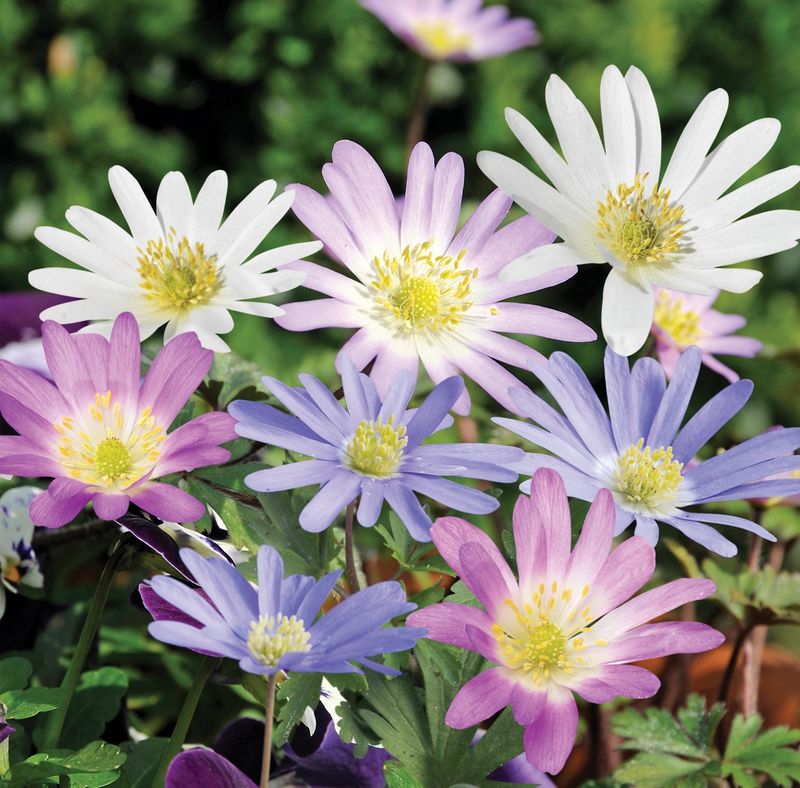 Mixed Anemone Blanda