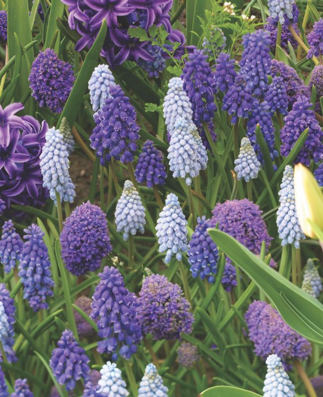 Mixed Grape Hyacinths