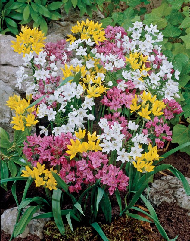 Mixed Rock Garden Allium